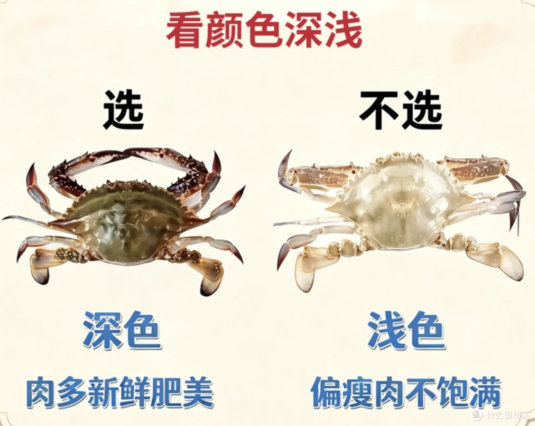 秋天挑梭子蟹,别再买回一肚子水了,就认这几招