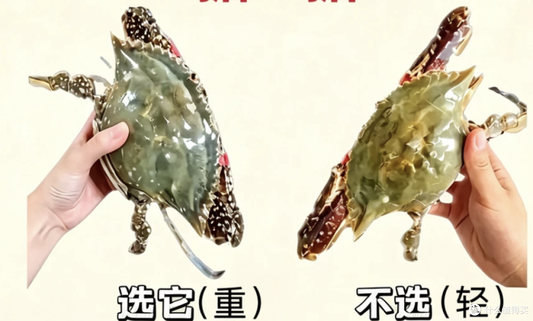 秋天挑梭子蟹,别再买回一肚子水了,就认这几招