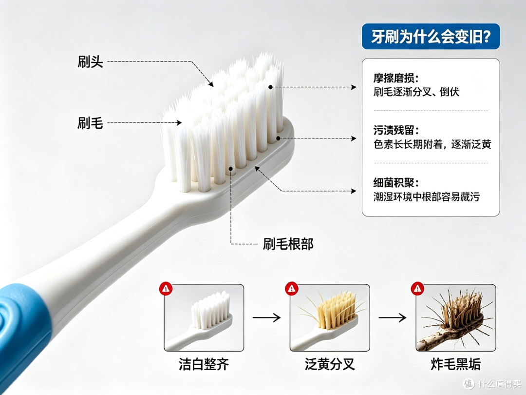 牙刷比马桶还脏?真该慌的不是细菌多