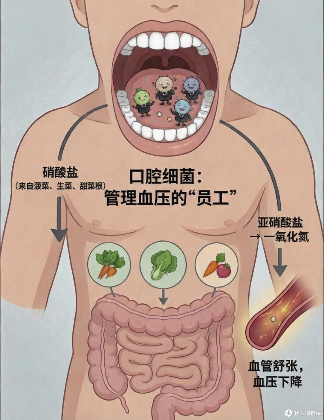 你嘴里住着几亿个细菌,其中一部分在帮你降血压|理性看待漱口水