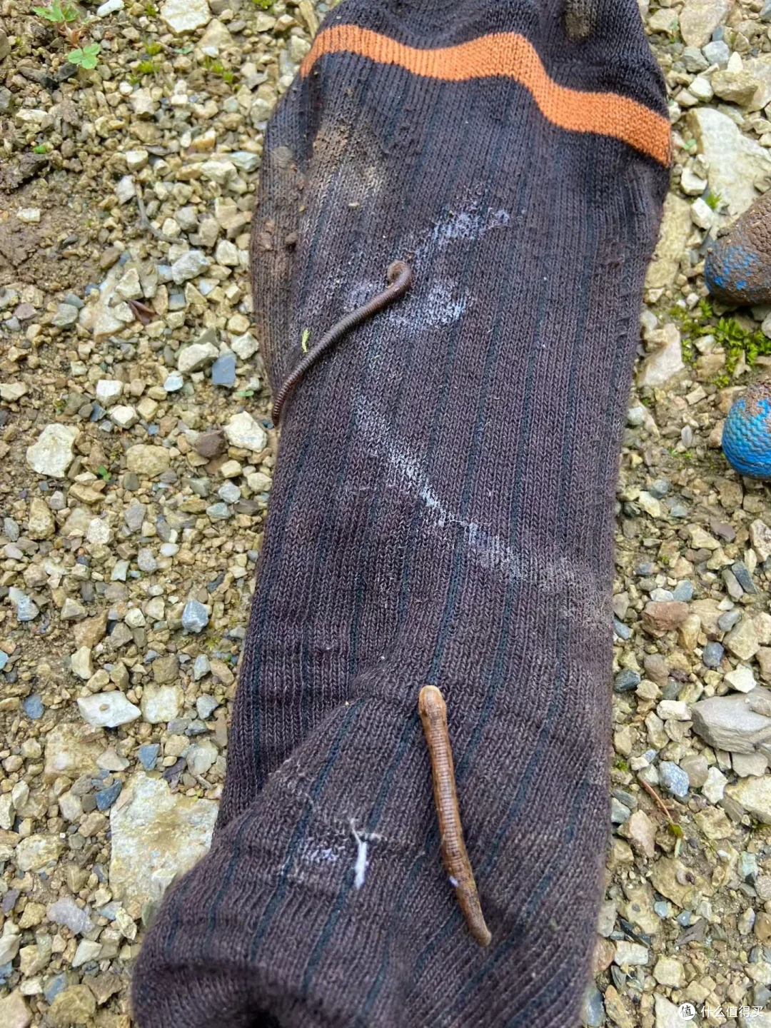 山野备忘录|被蚂蟥咬了7个多小时,她全程没感觉