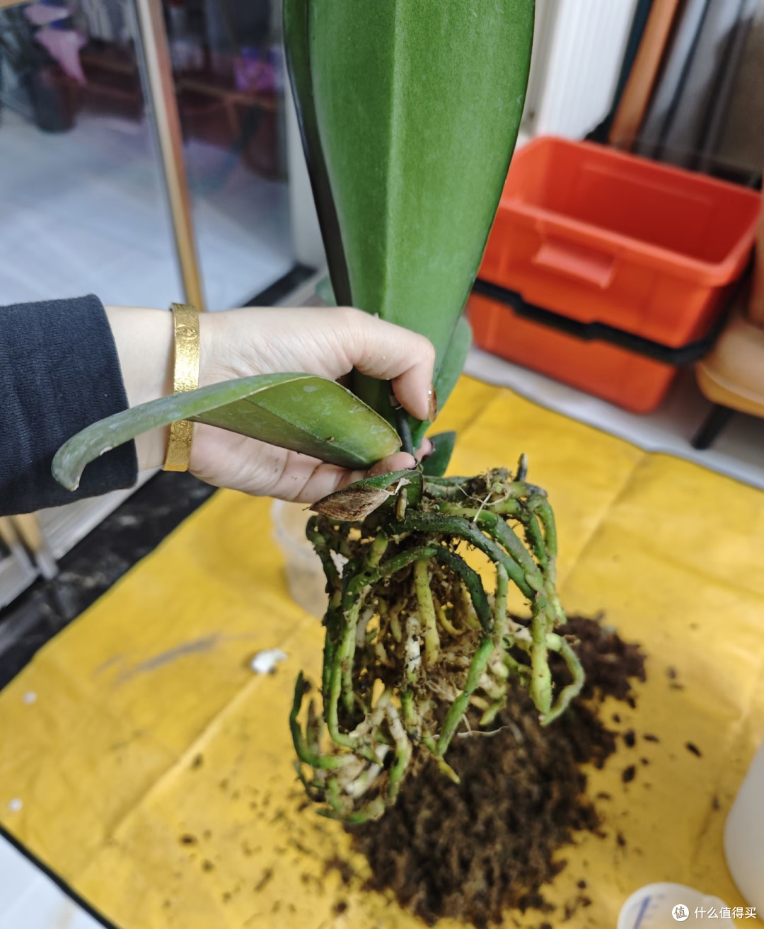 九月中旬蝴蝶兰还能翻盆吗？先看这3个条件，不达标千万别动手