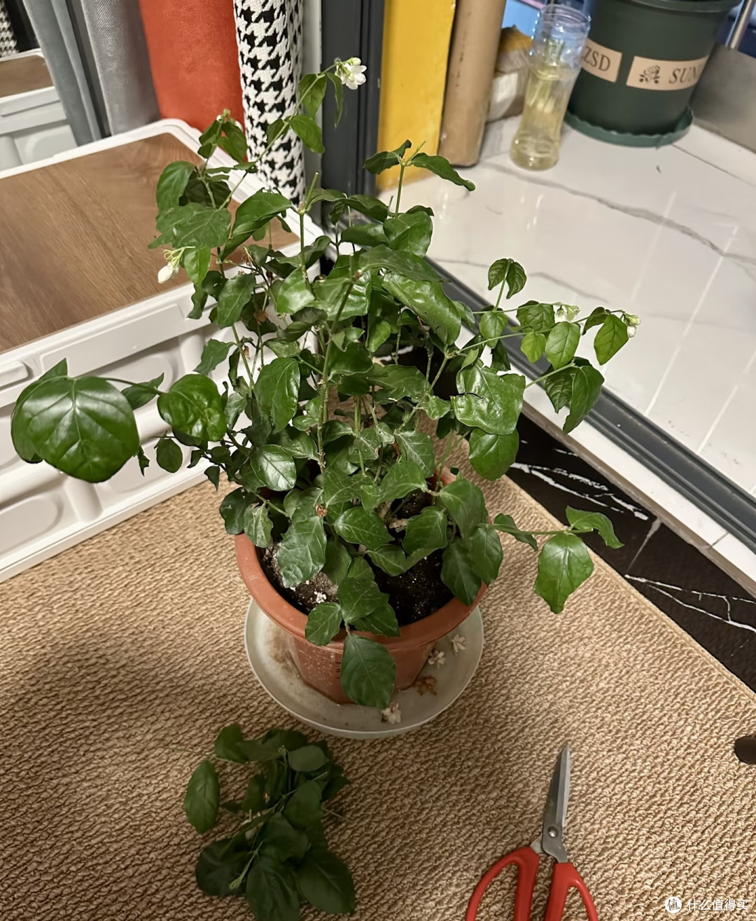 茉莉剪花梗别只摘花!剪错位置,下一波花苞半个月都冒不出来