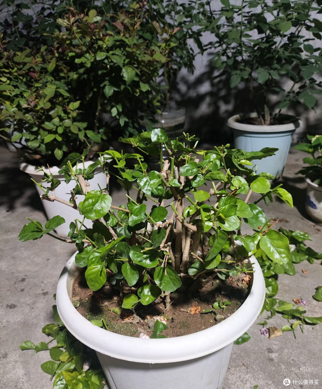 茉莉剪花梗别只摘花!剪错位置,下一波花苞半个月都冒不出来