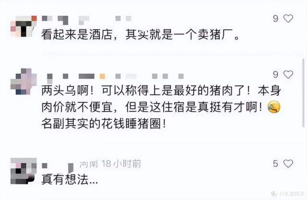 金华猪景房8888元一晚送两头乌，隔层玻璃睡着的是猪不是海