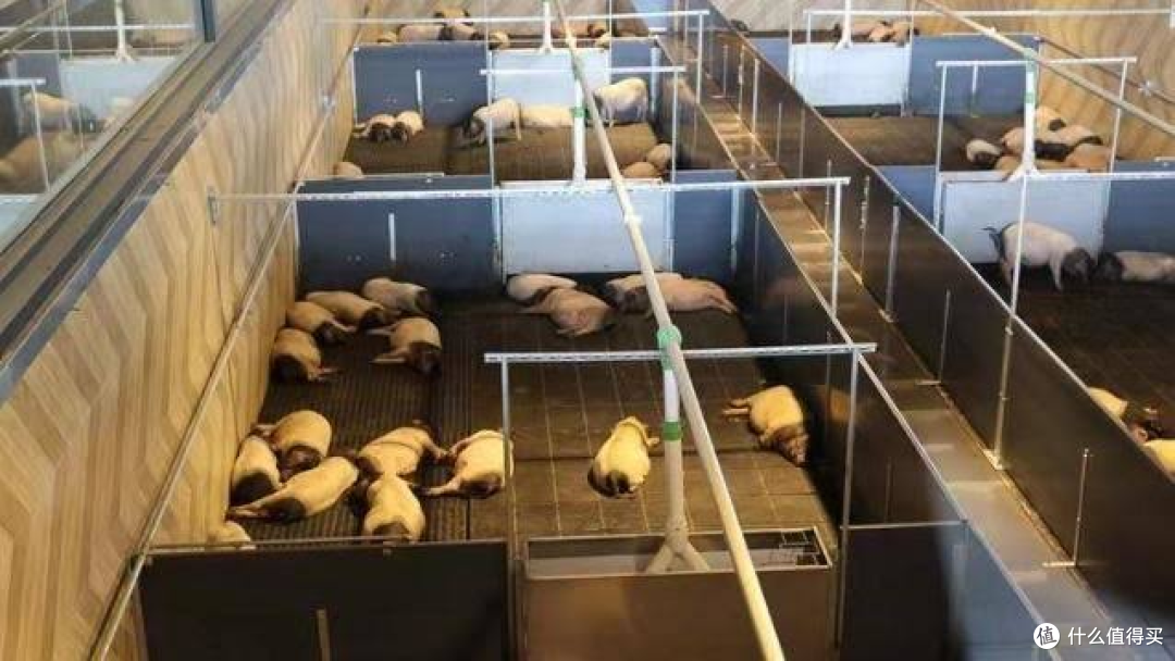 8888元住一晚“猪景房”,近距离与猪同眠,你想体验吗?