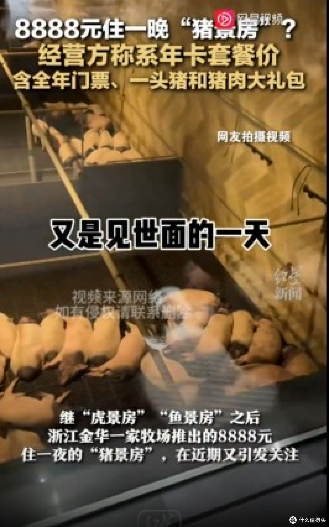 8888元住一晚“猪景房”,近距离与猪同眠,你想体验吗?