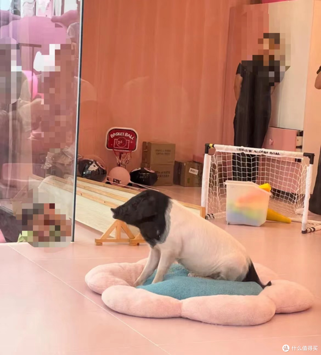 8888元住一晚“猪景房”,近距离与猪同眠,你想体验吗?