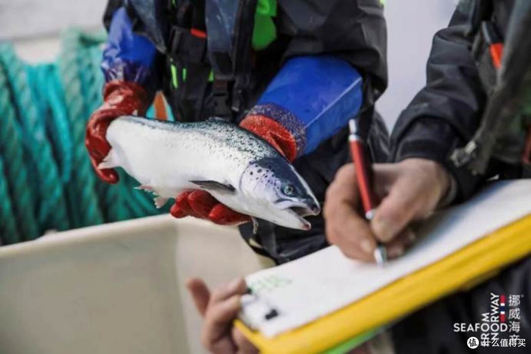 海虱是寄生虫吗?挪威三文鱼有寄生虫吗?官方科普来了