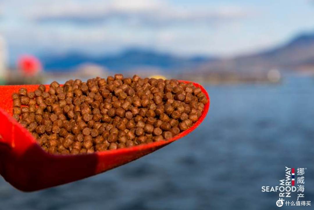 海虱是寄生虫吗?挪威三文鱼有寄生虫吗?官方科普来了