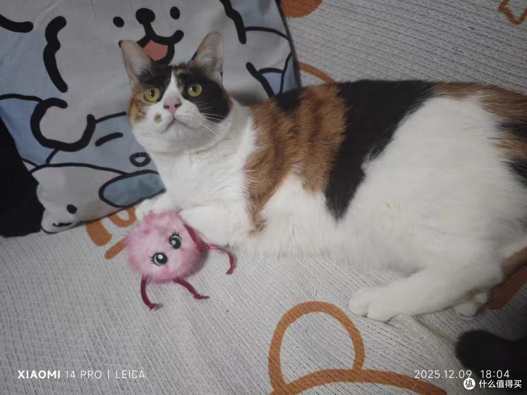 谁懂啊！这个飞奇 fetch 电动逗猫球太会哄猫了🐈