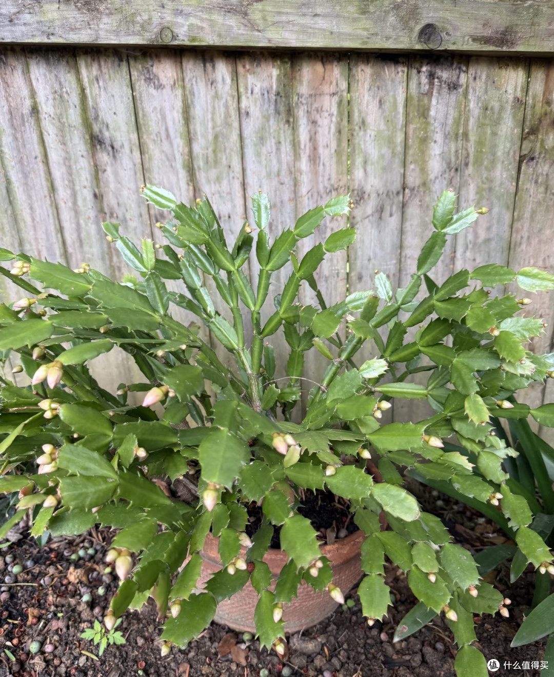 九月中旬后养蟹爪兰,别撸叶、掐对顶、施对肥,1根枝条爆半盆
