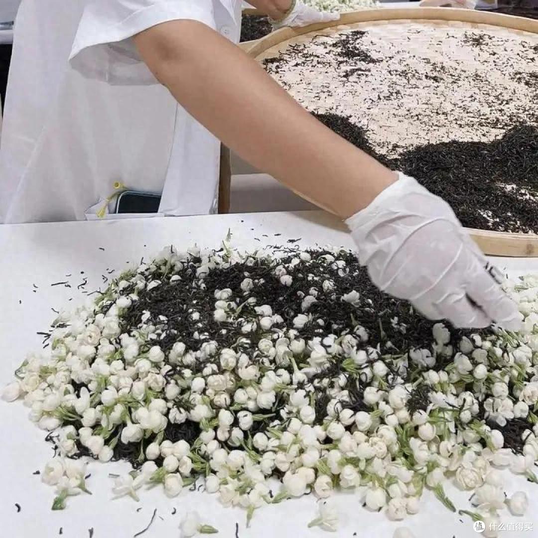 新手小白如何选购茉莉花茶?哪些茉莉花茶最值得买?