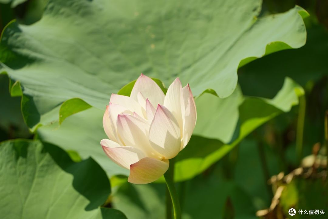 清爽初秋,在同里湿地公园测试一下新相机