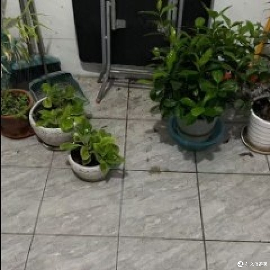 自己种的牵牛花攻略