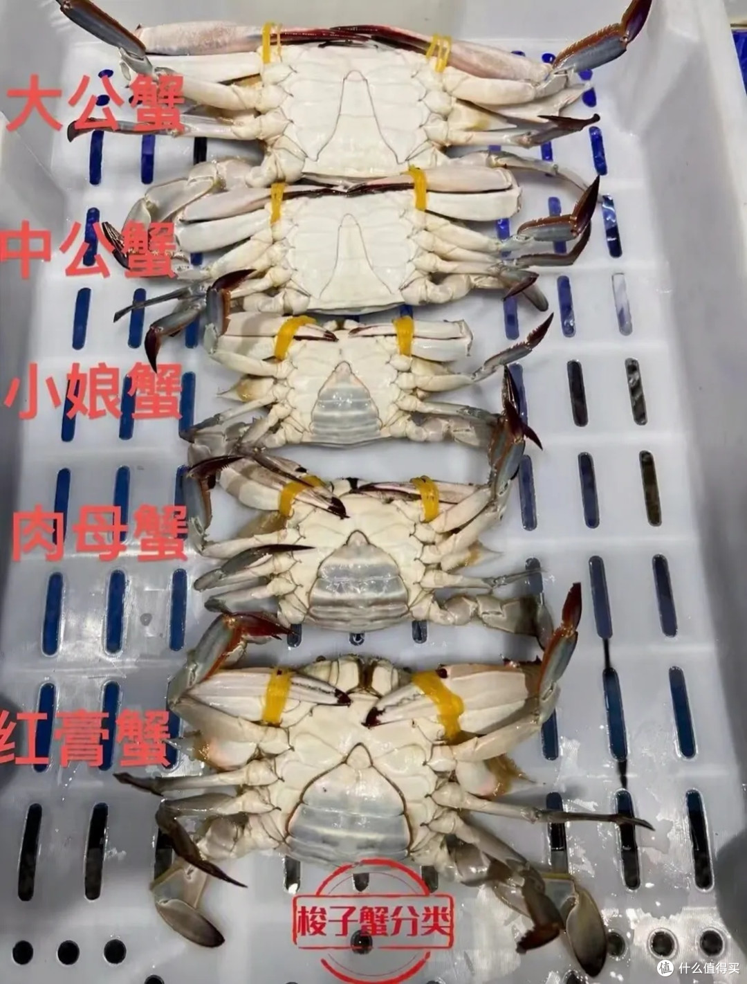 秋天挑梭子蟹,别再买回一肚子水了,就认这几招