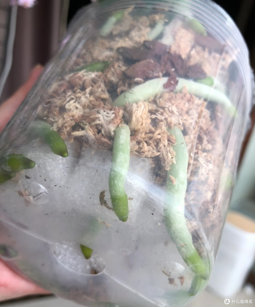翻盆时花盆底部别再用泡沫垫了，很多花烂根，都和这个老习惯有关