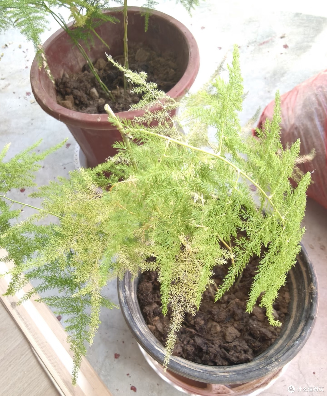 翻盆时花盆底部别再用泡沫垫了，很多花烂根，都和这个老习惯有关