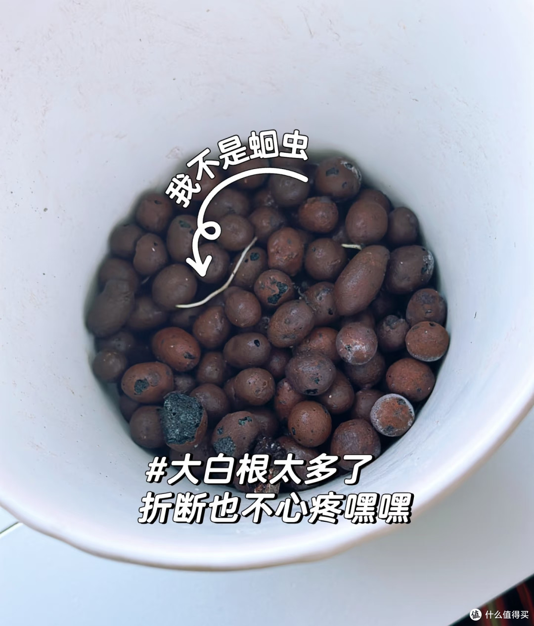 翻盆时花盆底部别再用泡沫垫了，很多花烂根，都和这个老习惯有关