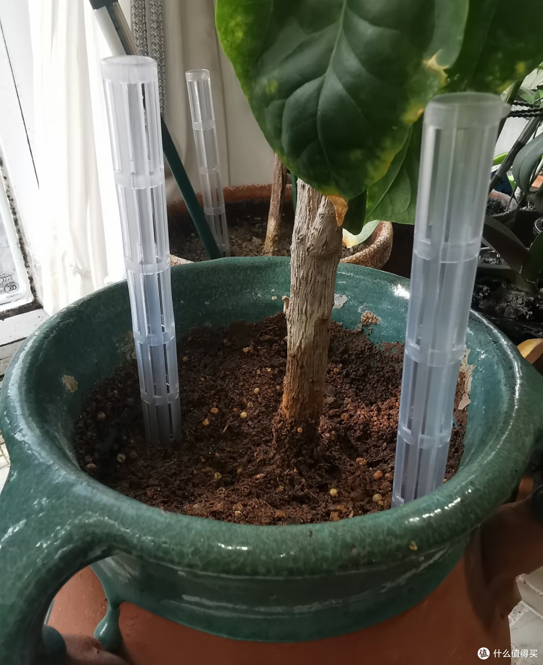 翻盆时花盆底部别再用泡沫垫了，很多花烂根，都和这个老习惯有关