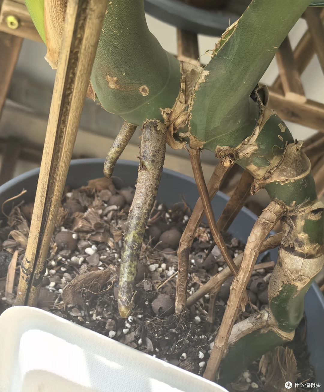 龟背竹9月进入养根期!牢记“5不”,不黄叶不烂根,呼呼冒芽