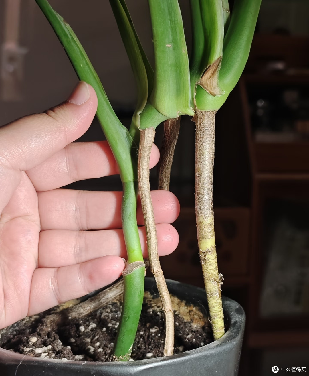 龟背竹9月进入养根期!牢记“5不”,不黄叶不烂根,呼呼冒芽