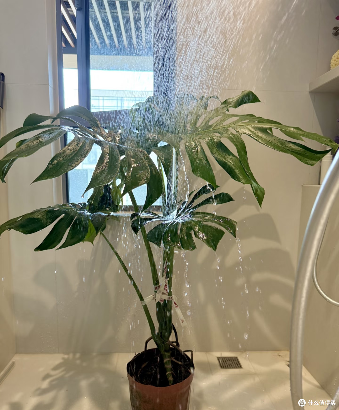 龟背竹9月进入养根期!牢记“5不”,不黄叶不烂根,呼呼冒芽