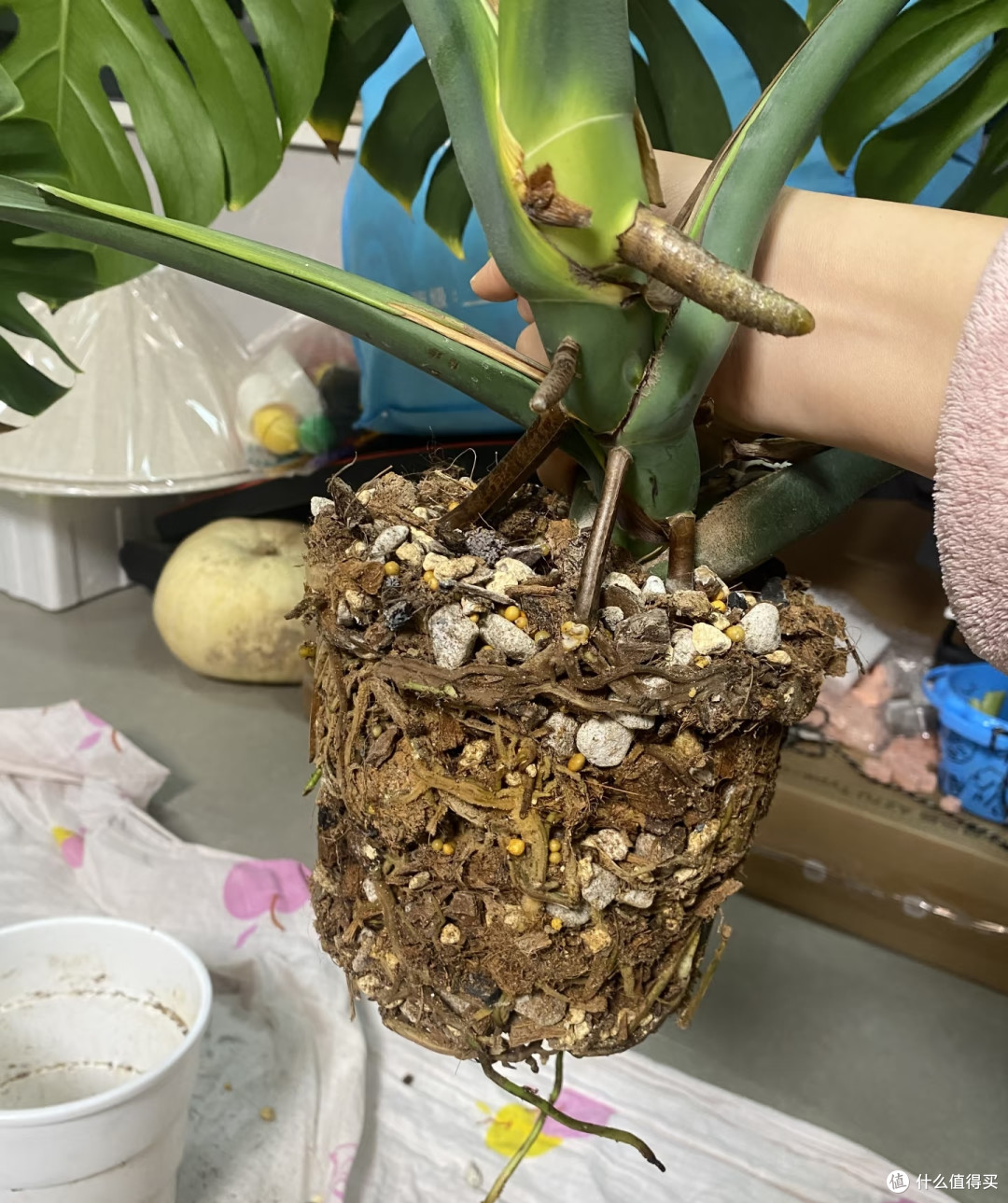 龟背竹9月进入养根期!牢记“5不”,不黄叶不烂根,呼呼冒芽