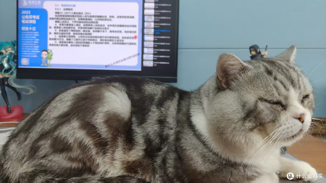 小灰猫年糕的日常生活记录
