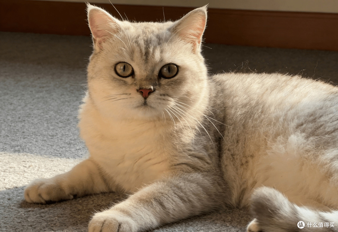 猫咪绝育后毛发干枯|凯锐思金爪猫粮3阶喂食体验