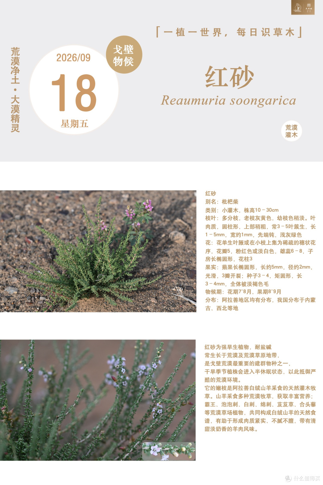 耐盐碱耐干旱的红砂：阿拉善白绒山羊的荒漠天然牧草