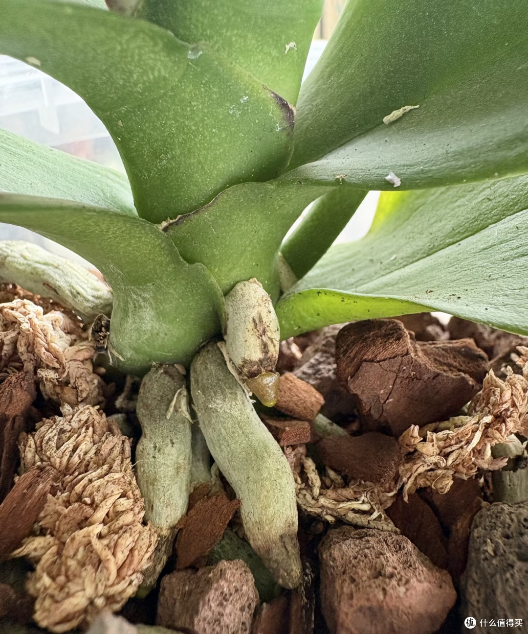中秋节后养蝴蝶兰，做好这几件事，花苞蹭蹭冒，开花一直到春天