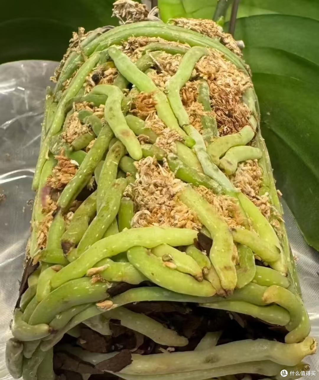 中秋节后养蝴蝶兰，做好这几件事，花苞蹭蹭冒，开花一直到春天