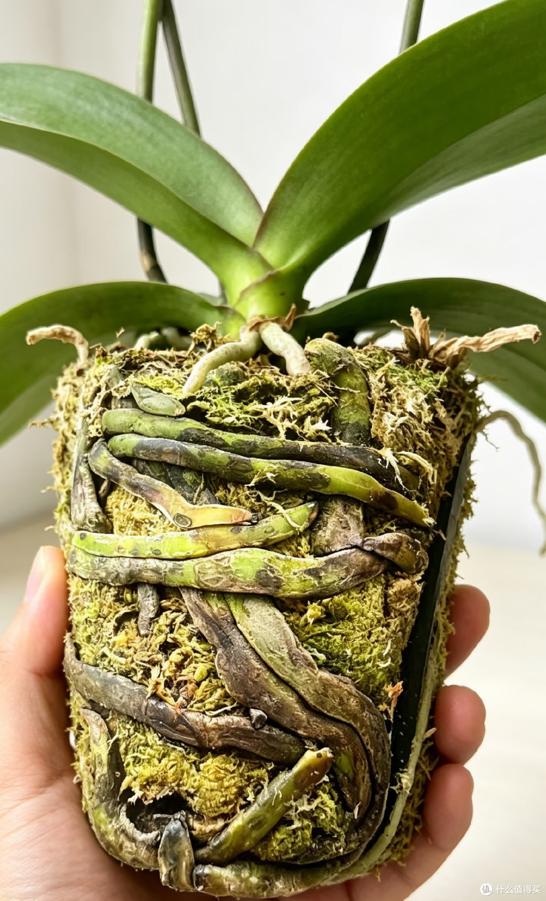 中秋节后养蝴蝶兰，做好这几件事，花苞蹭蹭冒，开花一直到春天