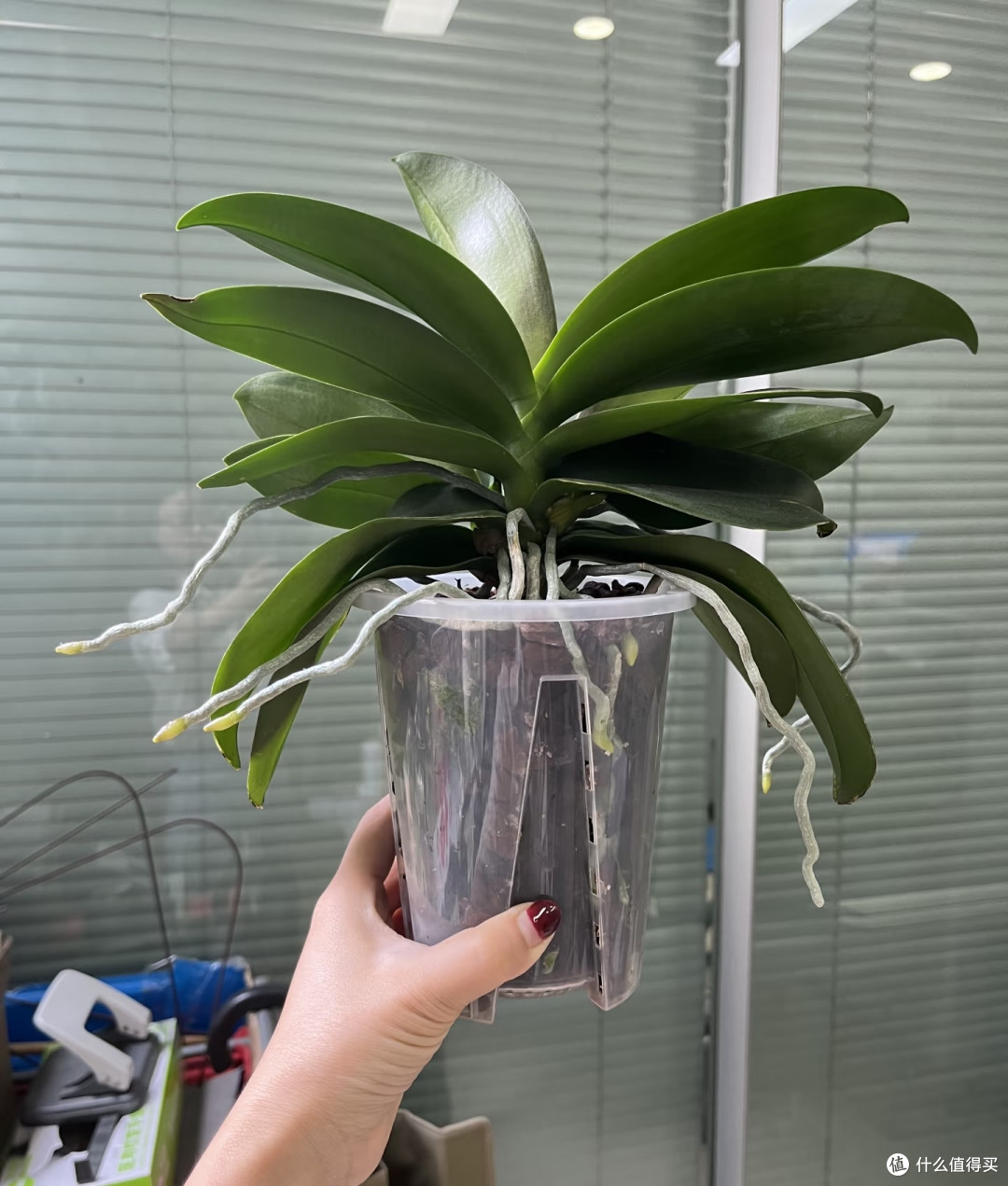 中秋节后养蝴蝶兰，做好这几件事，花苞蹭蹭冒，开花一直到春天