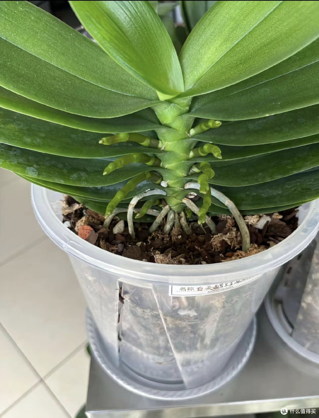 中秋节后养蝴蝶兰，做好这几件事，花苞蹭蹭冒，开花一直到春天