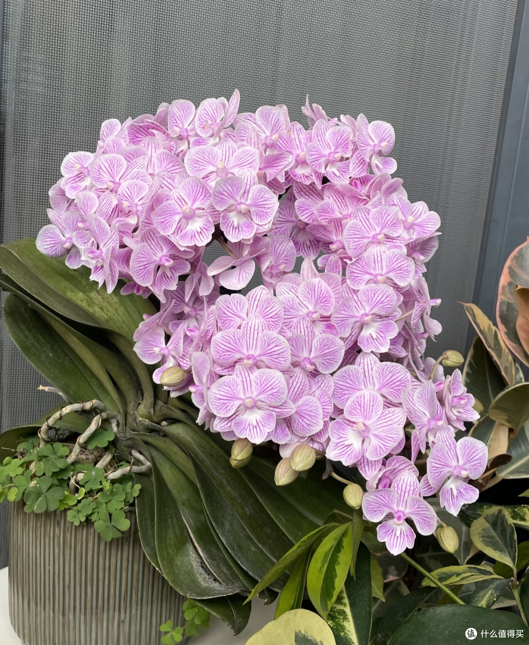 中秋节后养蝴蝶兰，做好这几件事，花苞蹭蹭冒，开花一直到春天