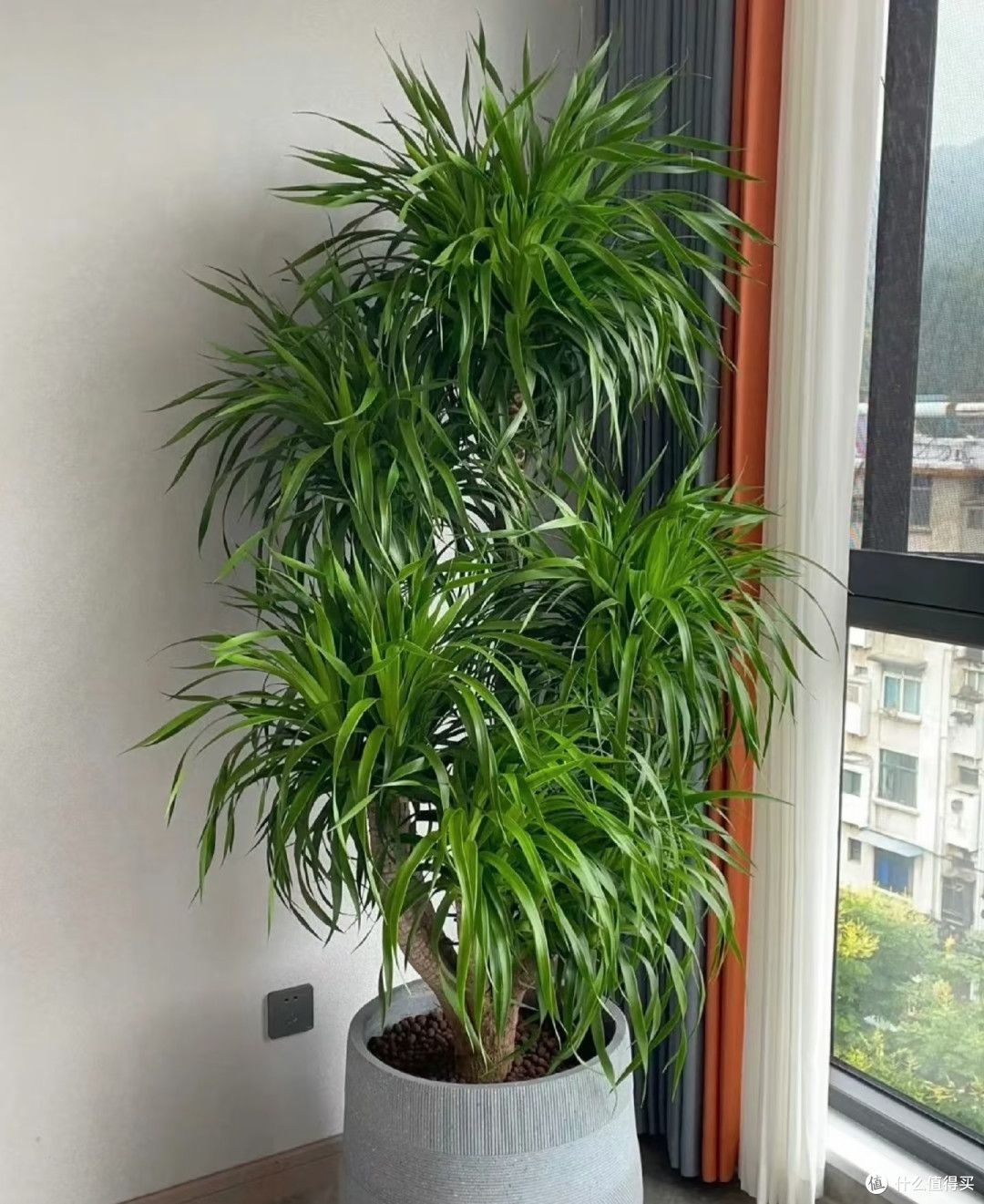 别对龙血树太好了！中秋节前后这样 "虐养"，才能长得又高又壮