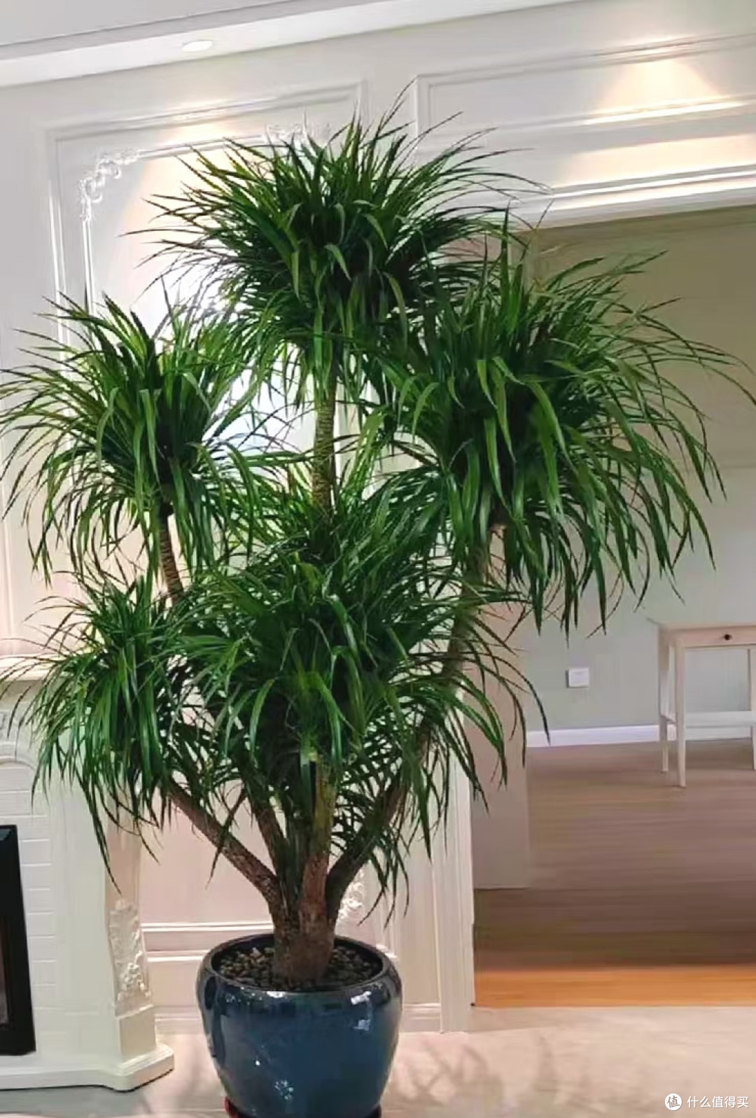 别对龙血树太好了！中秋节前后这样 "虐养"，才能长得又高又壮