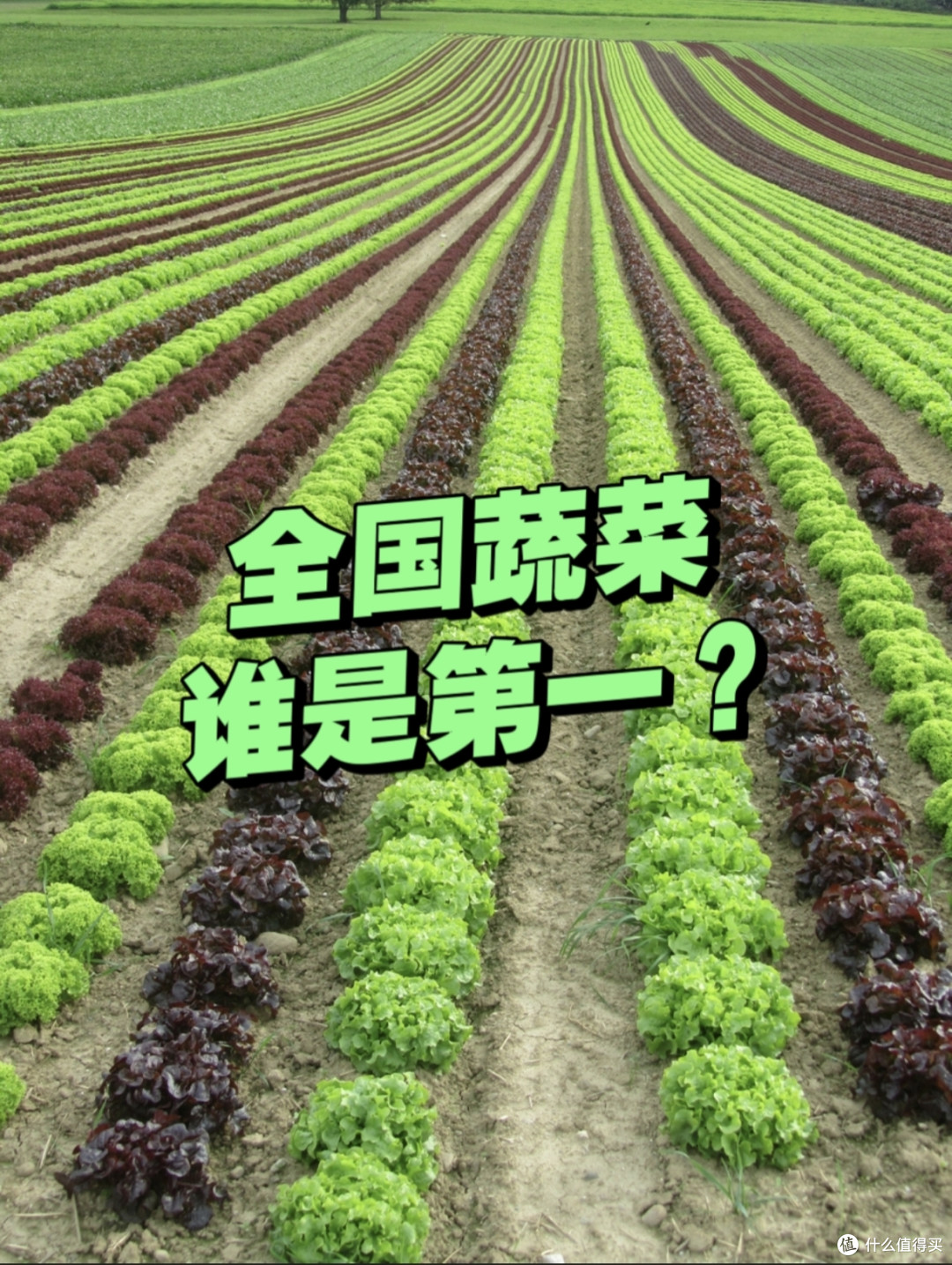 在中国，谁才是蔬菜第一大省？凭什么第一？
