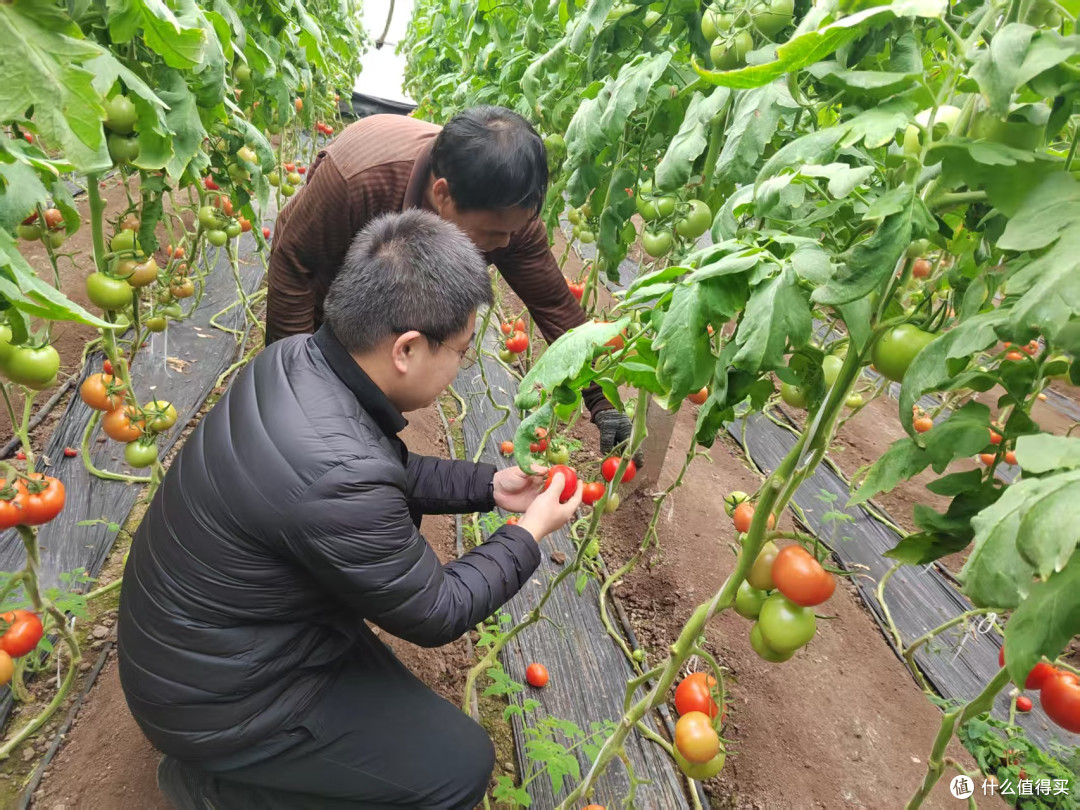 在中国，谁才是蔬菜第一大省？凭什么第一？