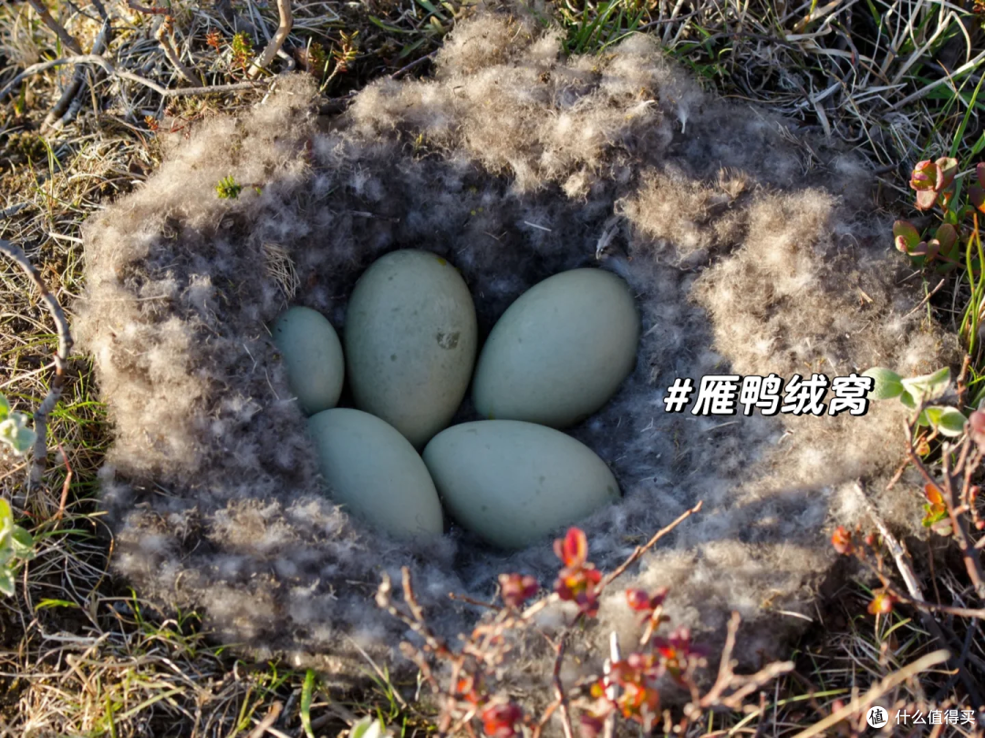 不杀一只鸭子,只等它自己掉毛:捡出全世界最贵的一公斤绒