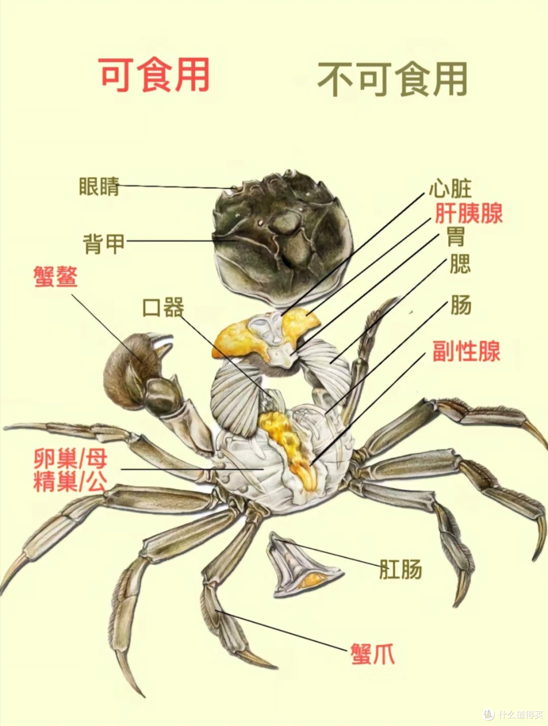 中秋大闸蟹彻底“遇冷”!商贩卖不动、卖假蟹?内行教你正确买蟹