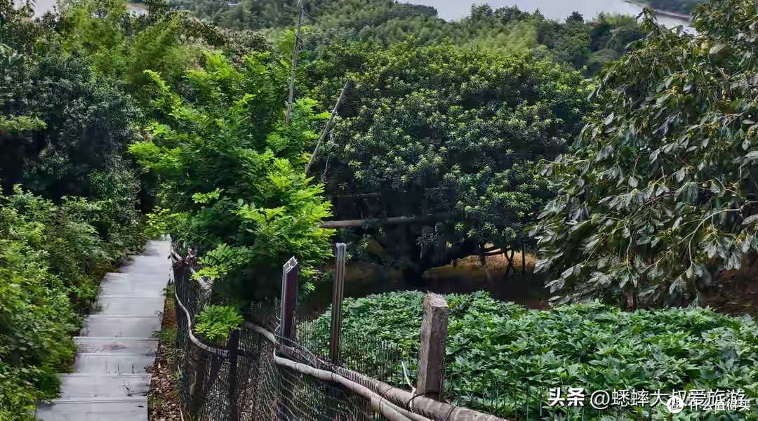 蛋白粉哪个品牌配方更利于消化利用：不能只看水解这两个字。