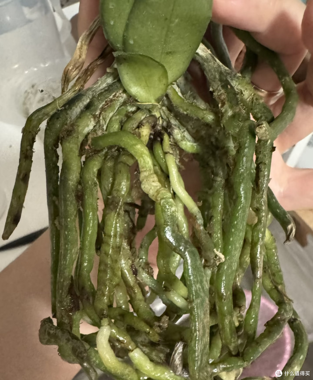 中秋节后千万不要对蝴蝶兰做这件事,否则今年开花堪忧