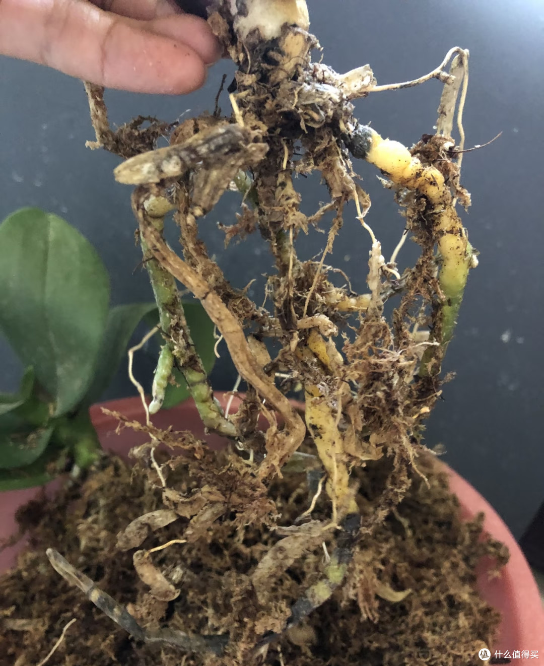 中秋节后千万不要对蝴蝶兰做这件事,否则今年开花堪忧