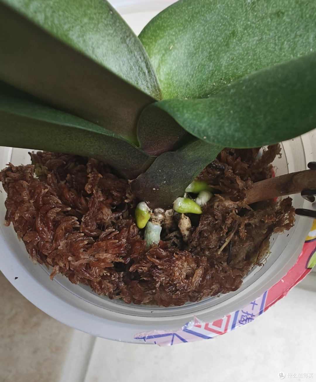 中秋节后千万不要对蝴蝶兰做这件事,否则今年开花堪忧