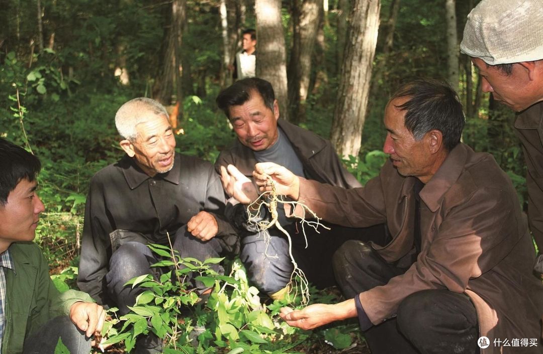 人参值不值得买？先看你是“电瓶亏”还是“排气管堵”！