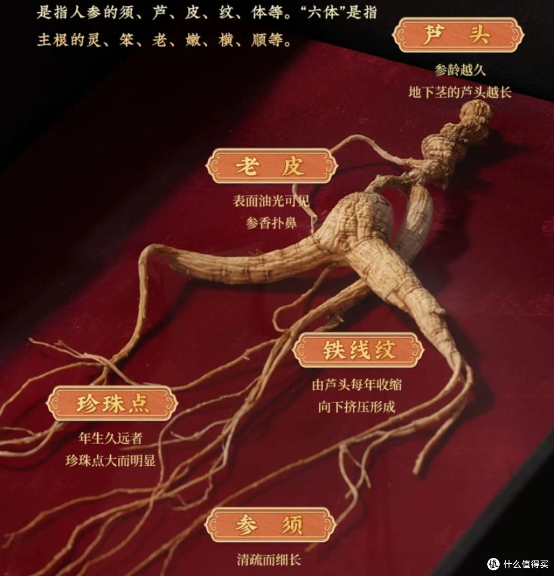 人参值不值得买？先看你是“电瓶亏”还是“排气管堵”！