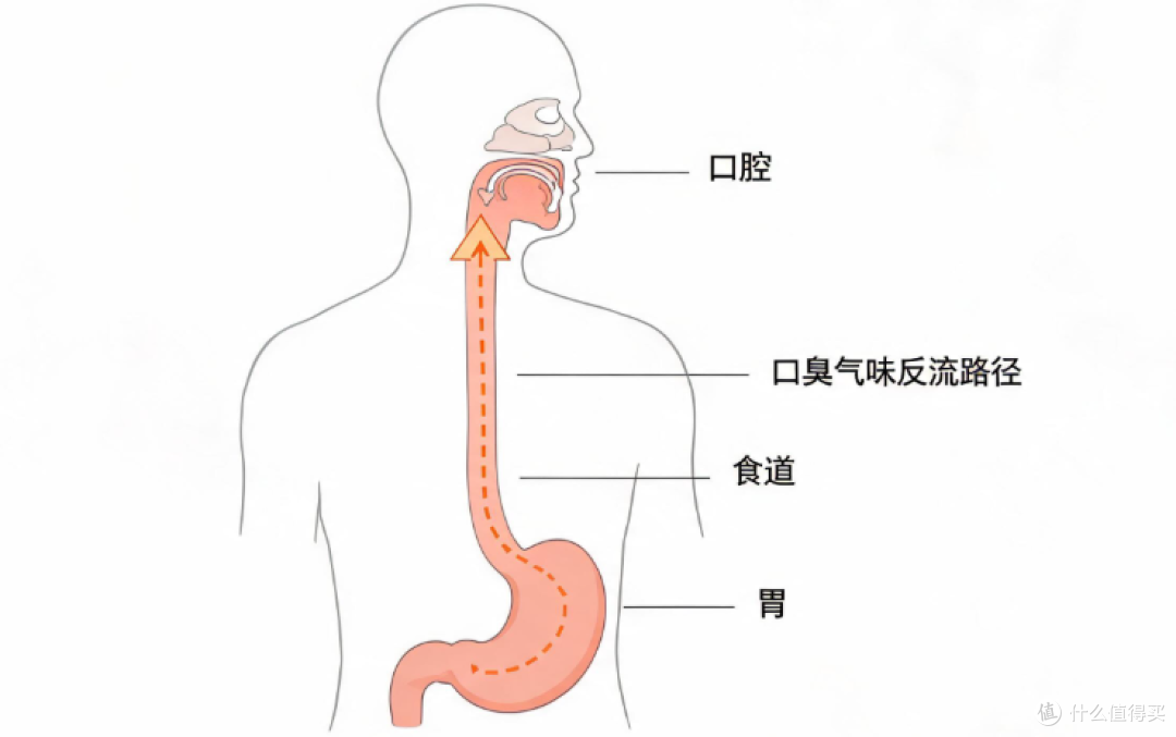 口臭治不好问题在哪儿?别只顾清胃火:80%在嘴里,20%在其他部位